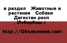  в раздел : Животные и растения » Собаки . Дагестан респ.,Избербаш г.
